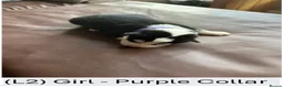 Siberian Husky dogs for sale: Beautiful Siberian Husky Puppies – Litter 2  - Advert 3