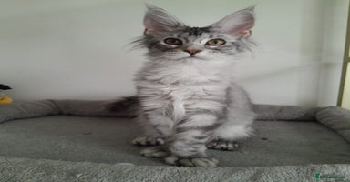 Maine Coon cats - Advert 3