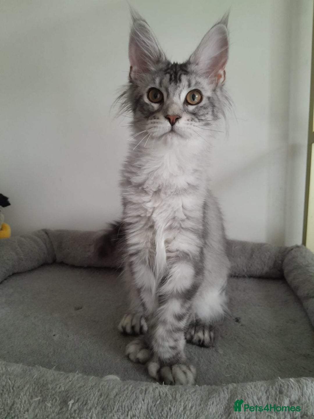 Maine Coon cats for sale: 3 maine coon girls black silver TICA pedigree - Image 2