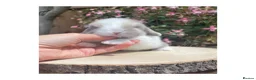 Mini Lop rabbits for sale: Beautiful mini lops for sale  - Advert 13