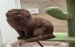Scottish Fold cats for sale: Scottish fold male chocolate - Image 3