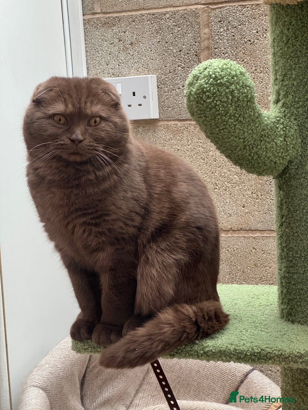 Scottish Fold cats for sale: Scottish fold male chocolate - Image 3
