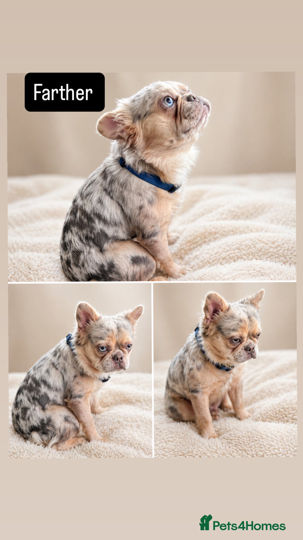 French Bulldog dogs Rare Fluffy French Bulldog Puppies  - Advert 15