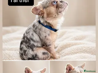 French Bulldog dogs Rare Fluffy French Bulldog Puppies - Advert 15