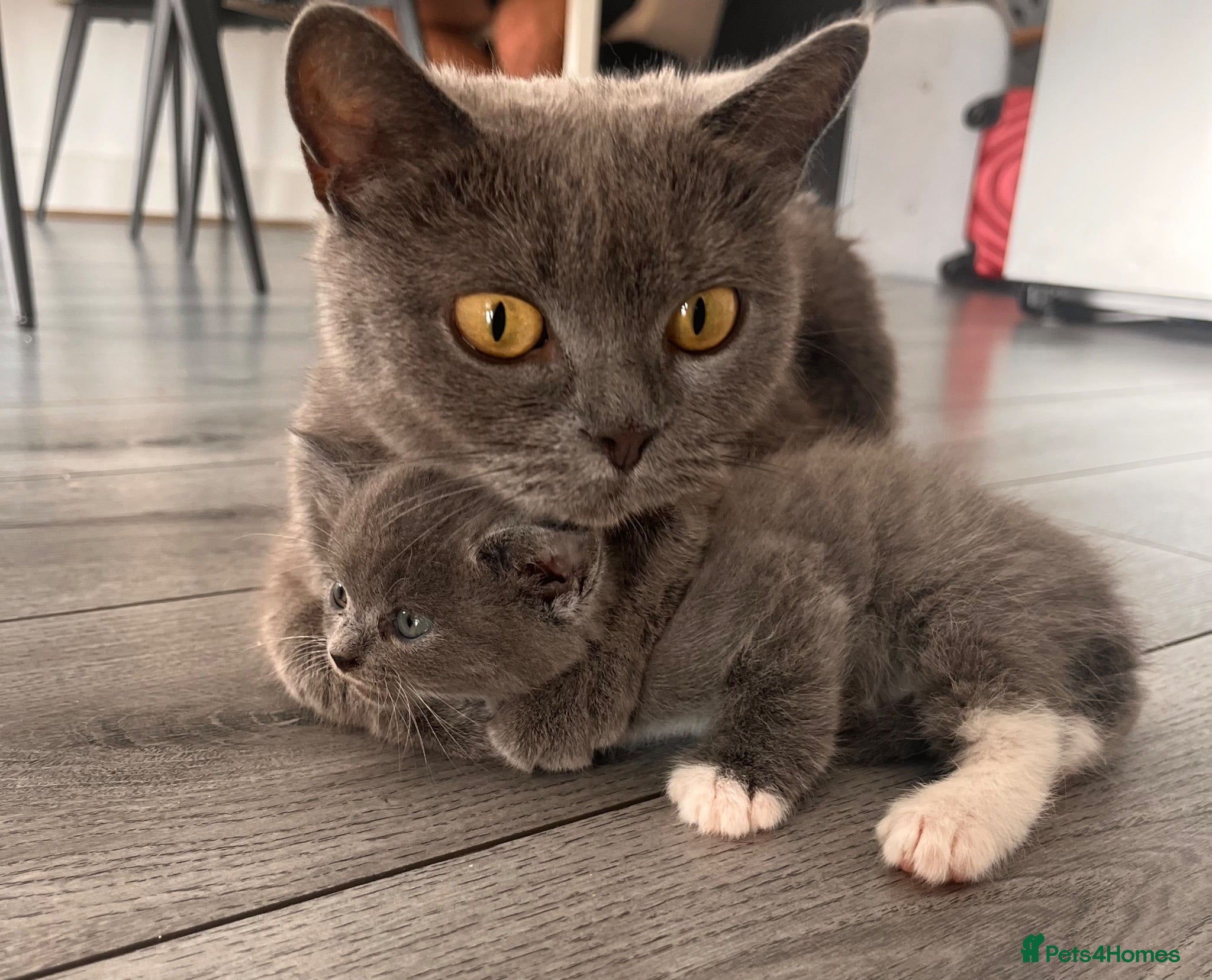Mixed Breed cats British shorthair cross kittens - Advert 5