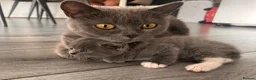 Mixed Breed cats for sale: British shorthair cross kittens in Stratford-upon-Avon - Advert 1