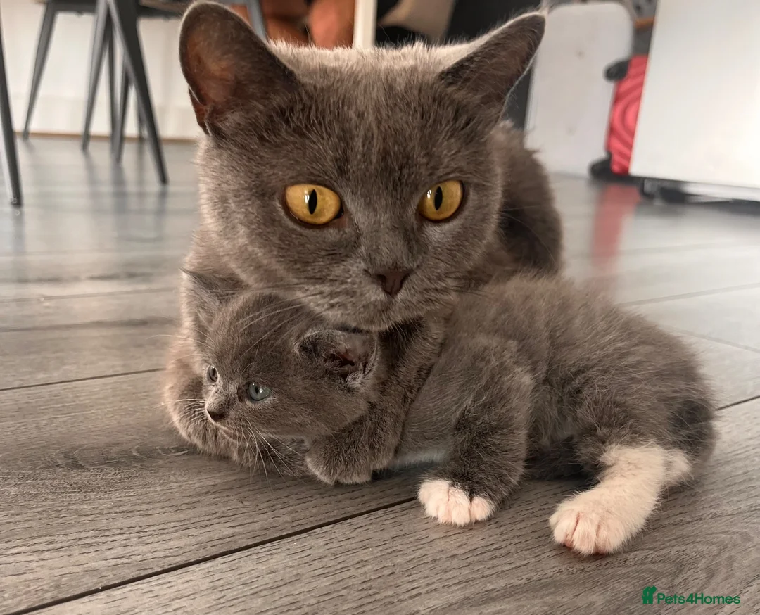 Mixed Breed cats for sale: British shorthair cross kittens in Stratford-upon-Avon - Advert 1