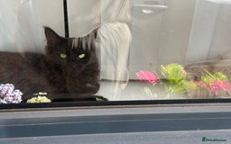Maine Coon cats for sale: chocolate maine coon (coa coa)  - Image 4