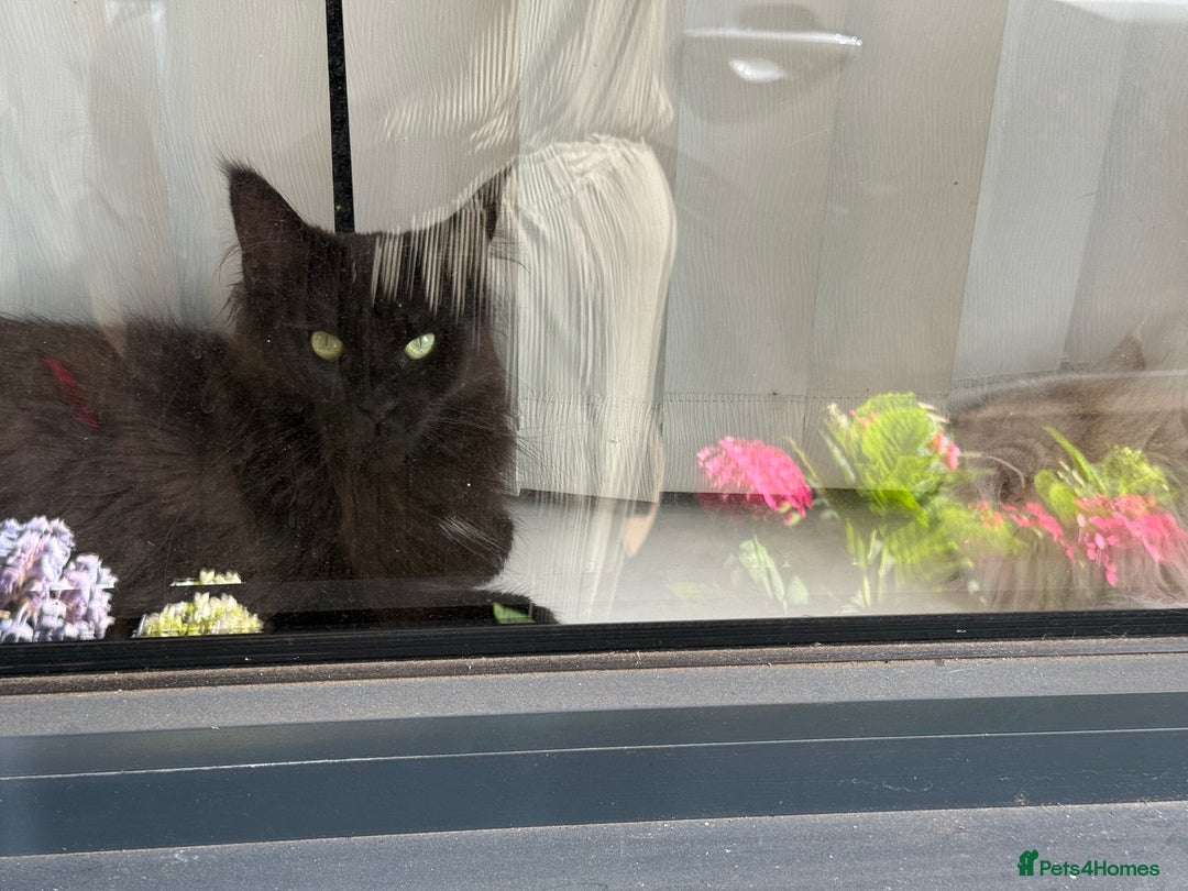 Maine Coon cats for sale: chocolate maine coon (coa coa)  - Image 4