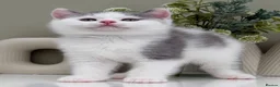 British Shorthair cats for sale: Stunning British Shorthair kittens  - Advert 11