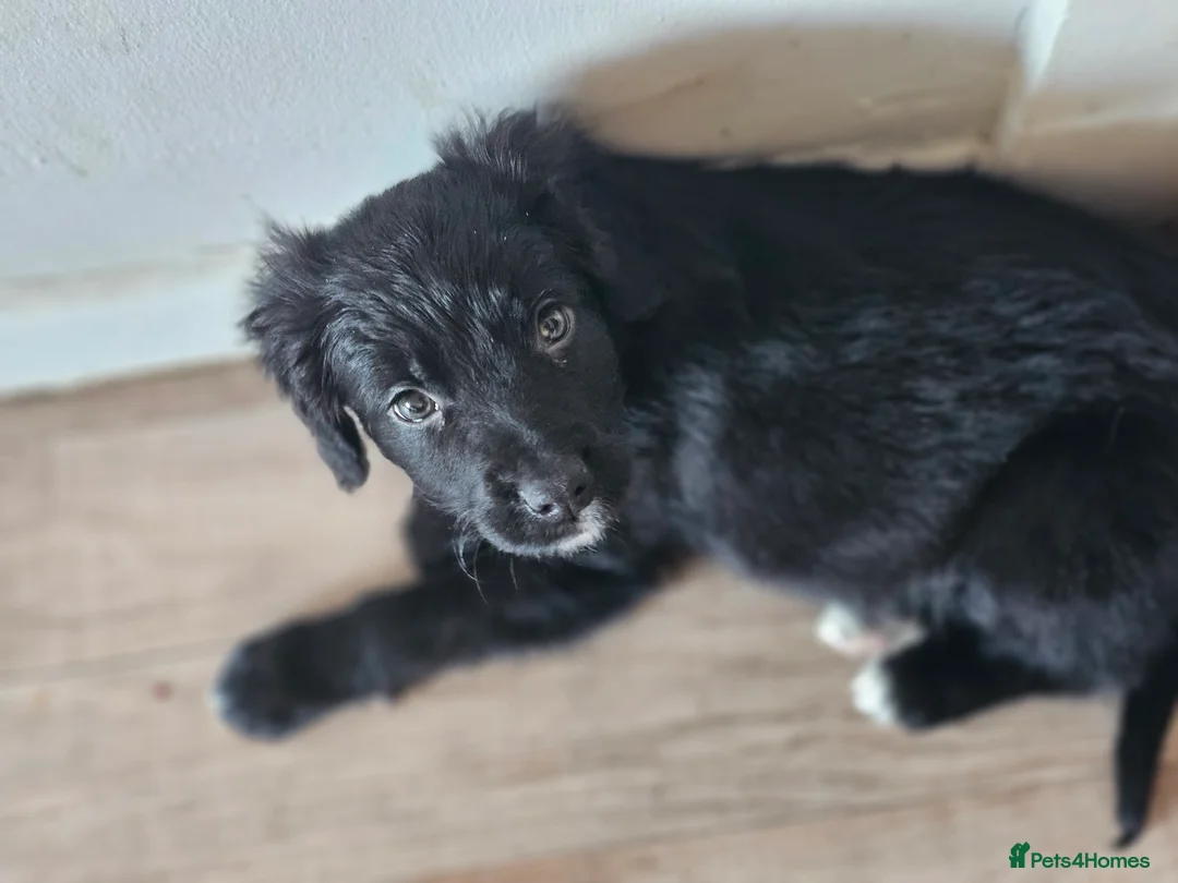 Mixed Breed dogs for sale: Sprollie Boy Pup 9 weeks old - Advert 1