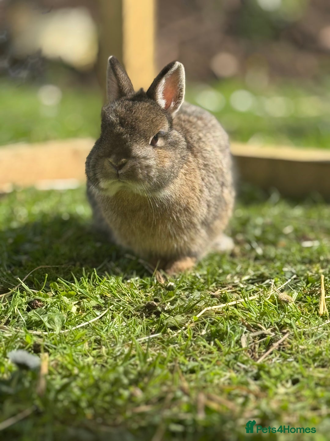 Mixed Breed rabbits for sale: Bonded female pair - Image 3