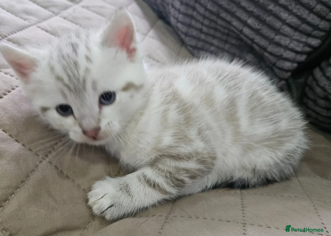 British Shorthair cats for sale: Gorgeous blue-eyed kitten looking for a  new home  - Advert 2