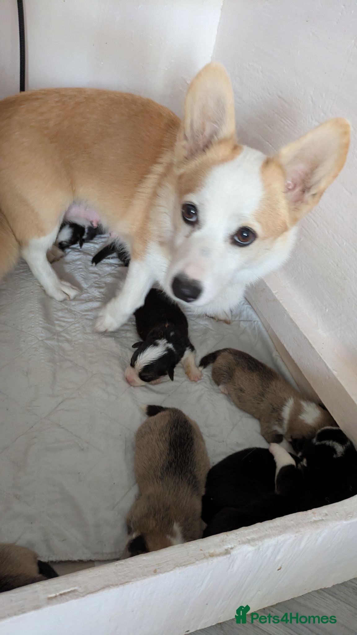 Welsh Corgi Pembroke dogs Quality, dna clear healthy fit pups - Advert 15