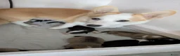 Welsh Corgi Pembroke dogs for sale: Quality, dna clear healthy fit pups - Advert 1
