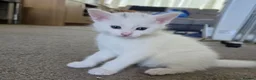 Turkish Angora cats for sale: He is ready to go  - Advert 11