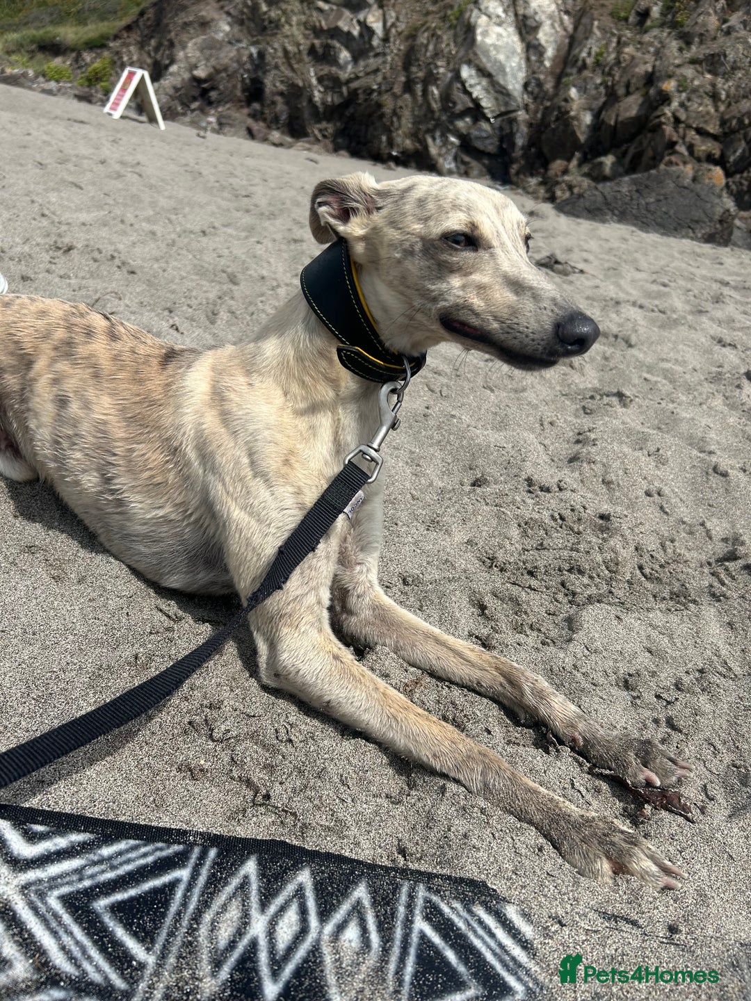 Whippet dogs for stud: KC Registered Blue Brindle for stud in Barnsley - Advert 7