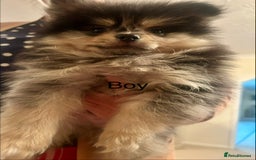Pomeranian dogs for sale: Stunning litter merl Pomeranian - Image 7