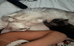 Maine Coon cats for sale: Beautiful Maine coon kittens TICA registered  - Image 17