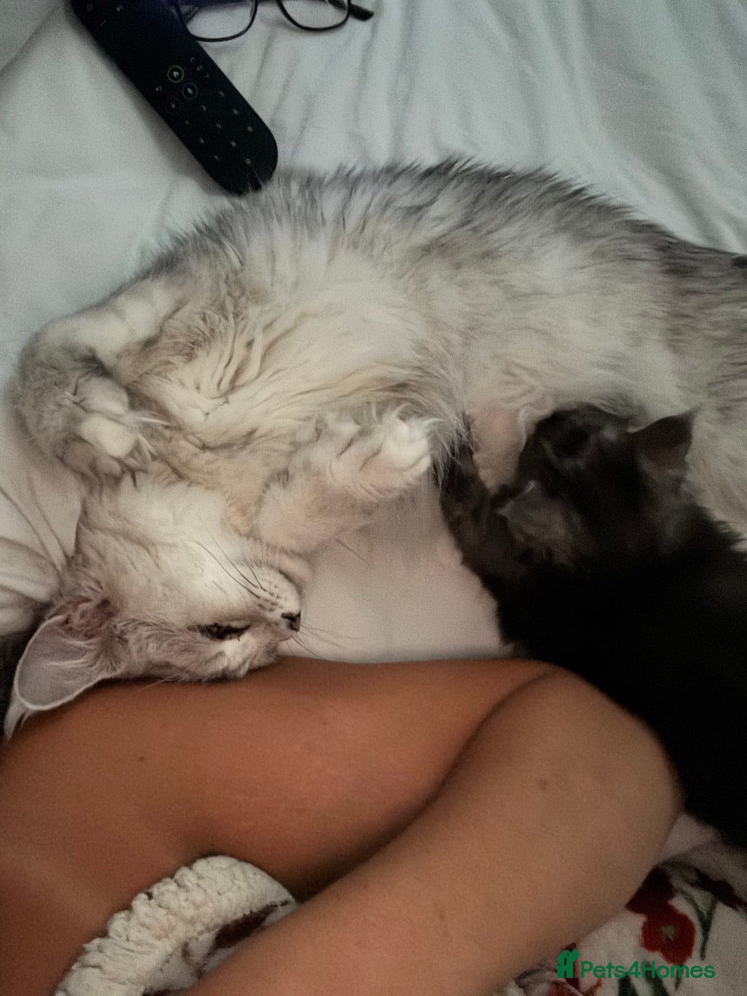 Maine Coon cats for sale: Beautiful Maine coon kittens TICA registered  - Image 17