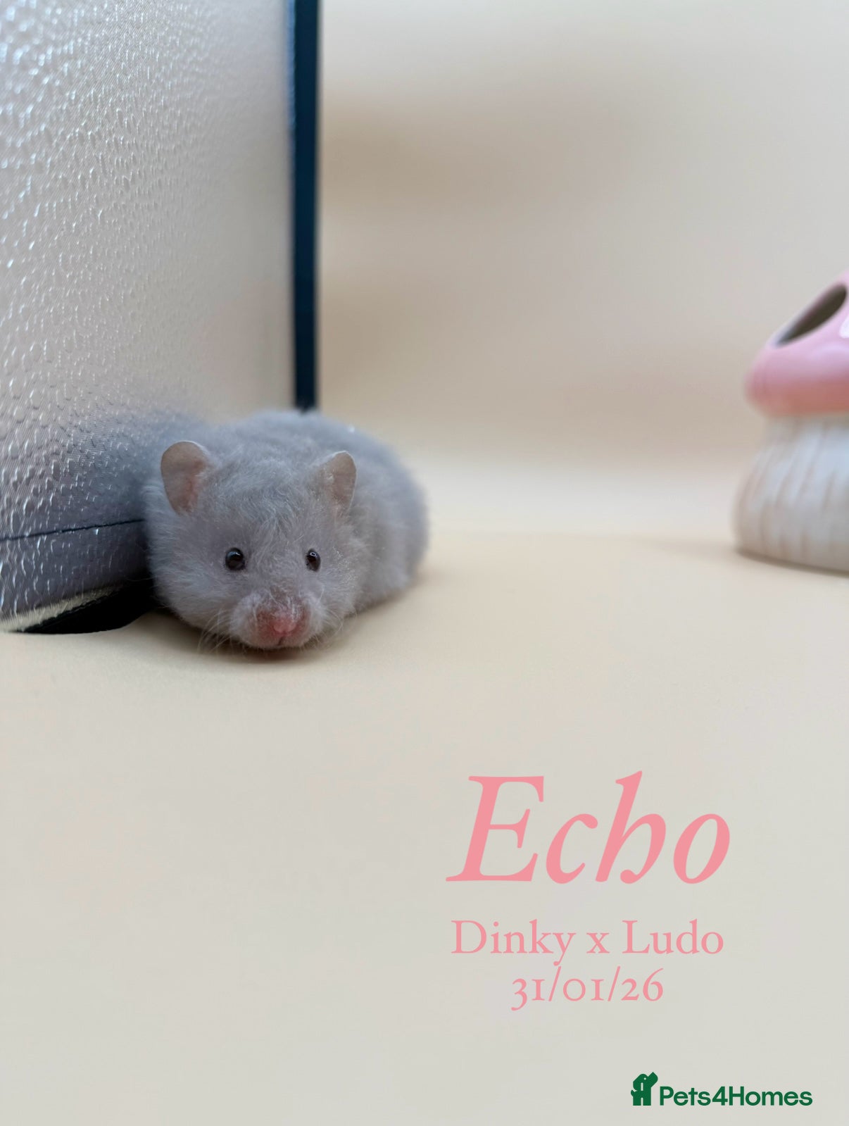 Hamster rodents Pedigree Syrian hamster pups  - Advert 11