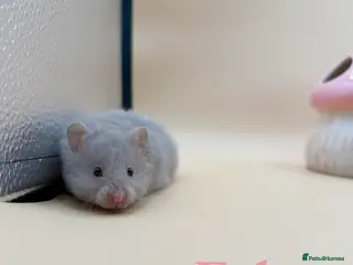 Hamster rodents Pedigree Syrian hamster pups - Advert 11