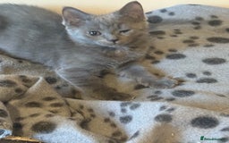 Mixed Breed cats for sale: Delightful Rag-doll Mixed Breed Kittens READY NOW! - Image 4