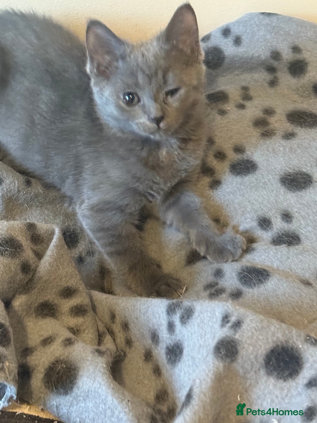 Mixed Breed cats for sale: Delightful Rag-doll Mixed Breed Kittens READY NOW! - Image 4