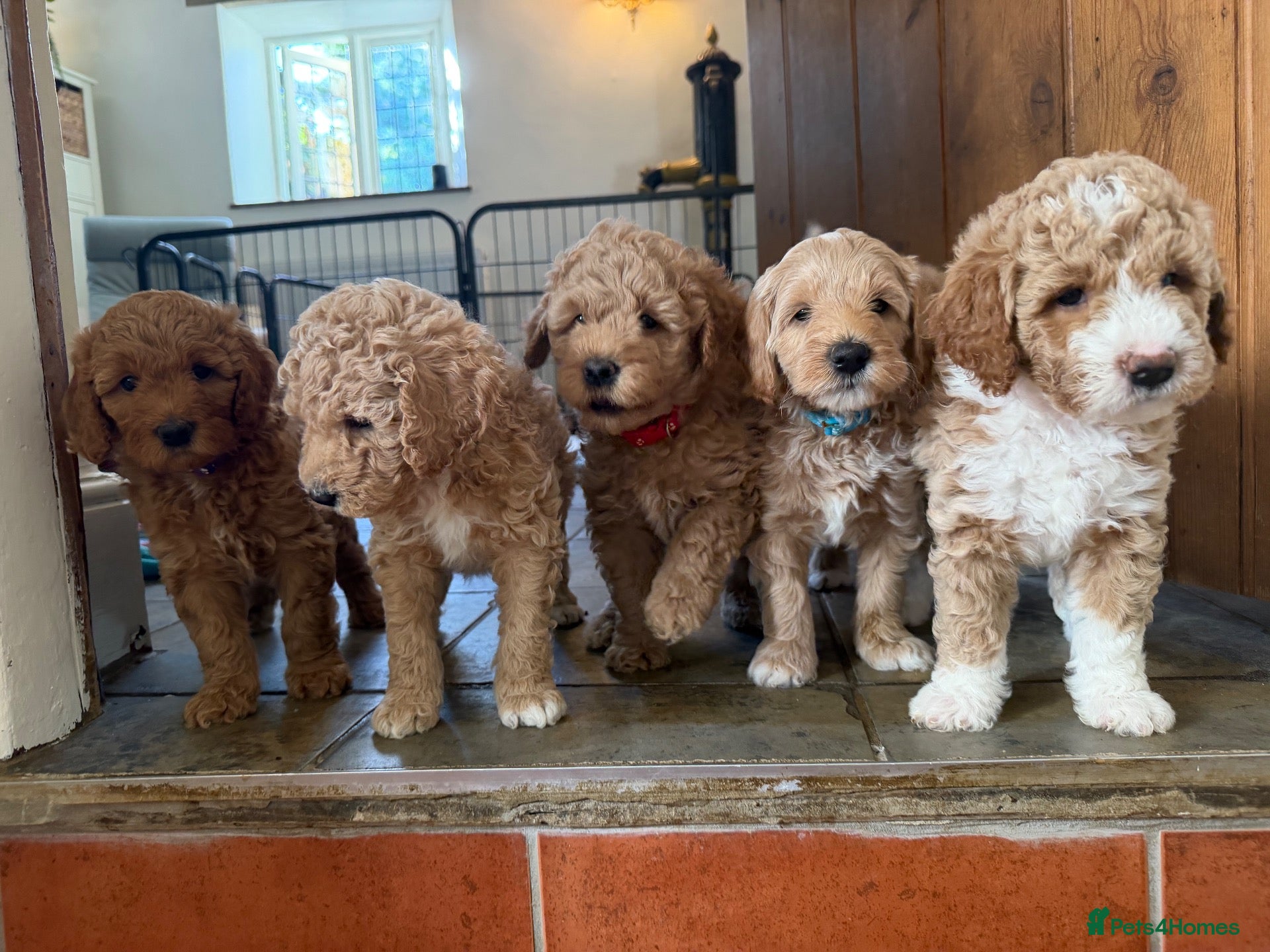 Mini Goldendoodle dogs Mini Goldendoodle puppies 🐶🫶🏻 - Advert 1