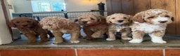 Mini Goldendoodle dogs for sale: Mini Goldendoodle puppies 🐶🫶🏻 - Advert 5