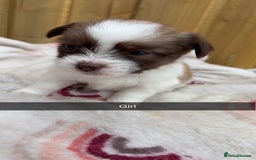 Mixed Breed dogs for sale: Jack Russell cross Shih Tzu puppies for sale  - Image 2