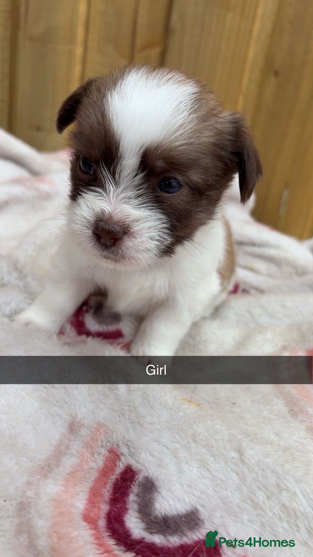 Mixed Breed dogs for sale: Jack Russell cross Shih Tzu puppies for sale  - Image 2