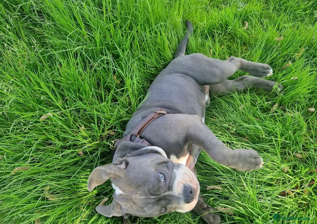 Olde English Bulldogge dogs for sale: Rodger~ new English bulldog in Gloucester - Advert 2