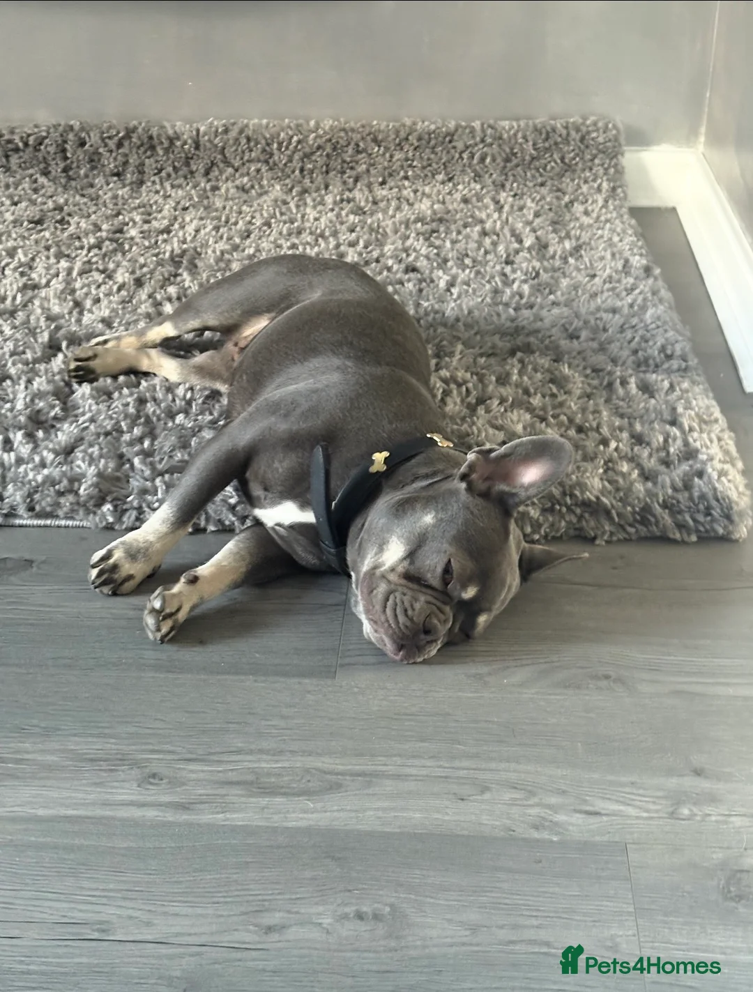 French Bulldog dogs for sale: Blue and Tan French bulldog bitch  - Advert 2