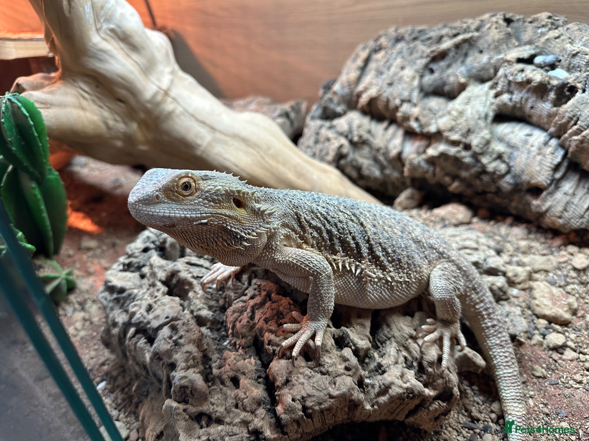 Bearded Dragon reptiles for sale: Bearded Dragon with full vivarium setup - Advert 2