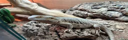 Bearded Dragon reptiles for sale: Bearded Dragon with full vivarium setup in Hitchin - Advert 2