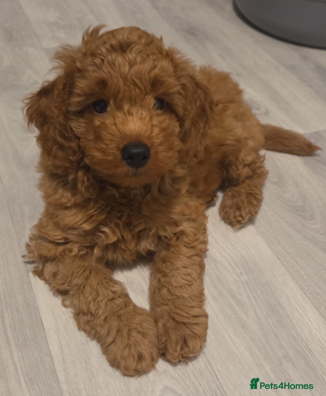 Mixed Breed dogs for sale: Australian Labradoodle / Cockapoo  - Advert 2