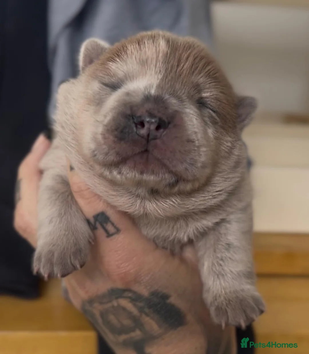 Chow Chow dogs for stud: Proven Rare Smooth Coat Blue Merle BIG POPPA PABLO - Advert 12