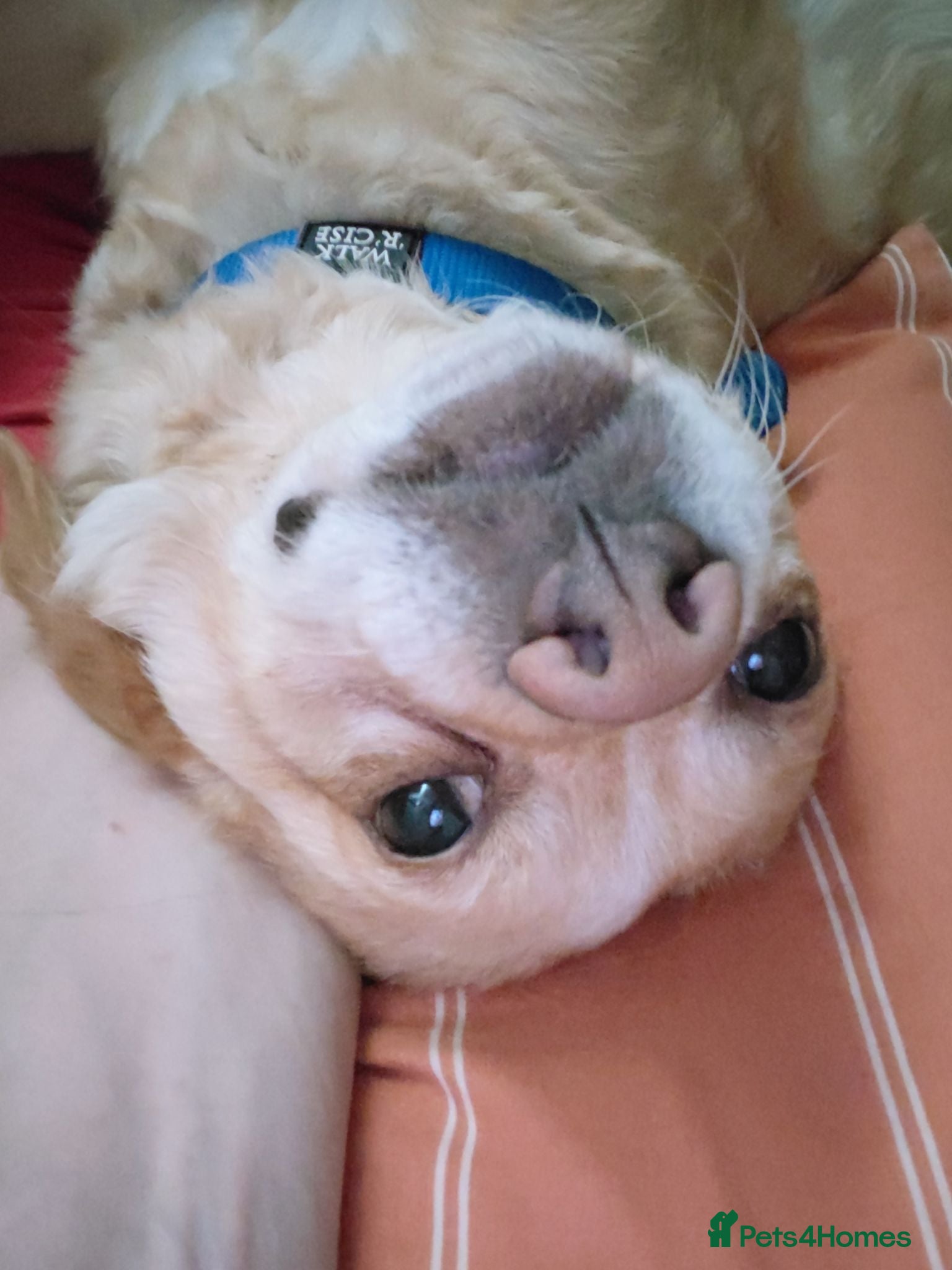 Mixed Breed dogs 7kg small male lovely dog - Advert 5