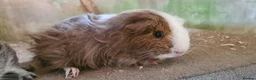 Rat rodents for sale: male guinea pigs (shelties, fuzzy and smooth)  - Advert 11