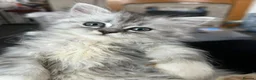 Persian cats for sale: Persian/ragdoll kittens - Advert 2