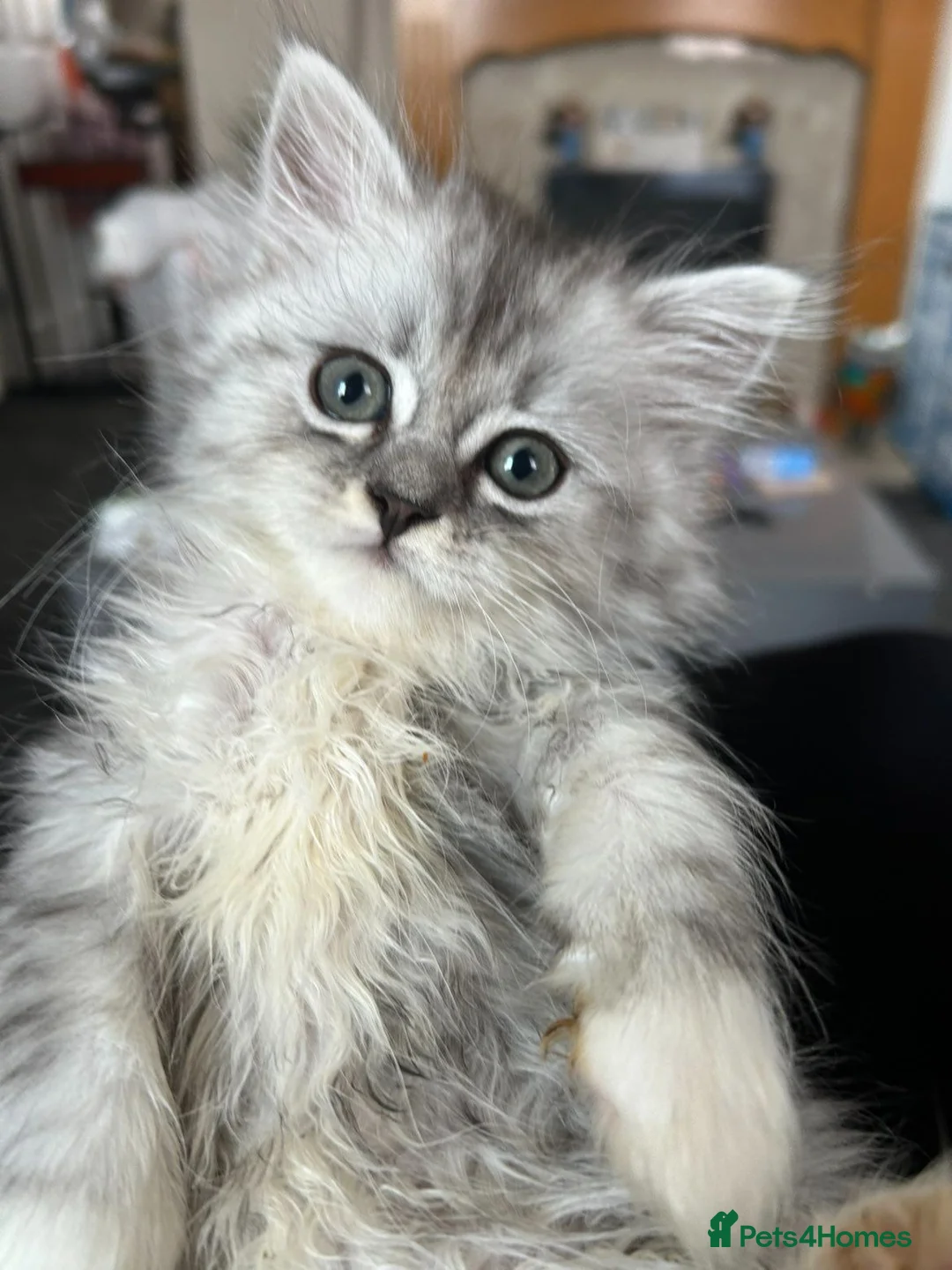 Persian cats for sale: Persian/ragdoll kittens - Advert 2
