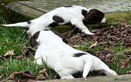 English Springer Spaniel dogs for sale: Springer spaniel puppies - Image 4