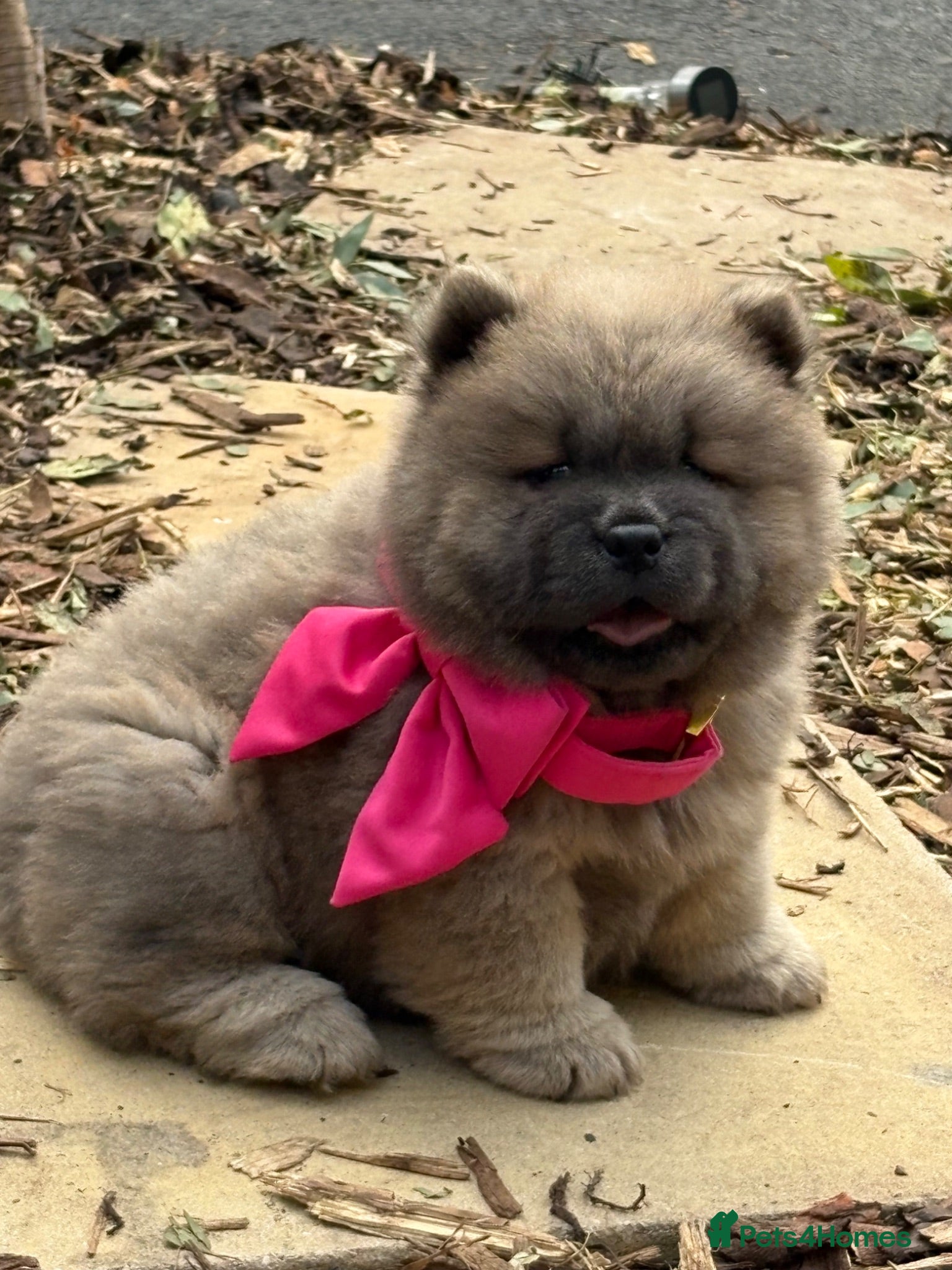 Chow Chow dogs 🧸🐾 Beautiful Chow Chow puppies 🐾🧸 - Advert 3