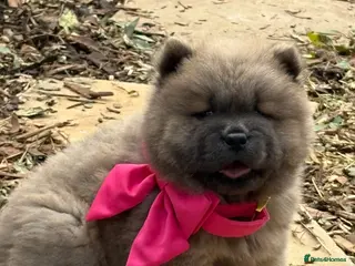 Chow Chow dogs 🧸🐾 Beautiful Chow Chow puppies 🐾🧸 - Advert 3
