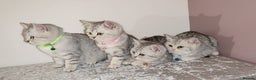 British Shorthair cats for sale: Amazing Quality British Shorthair Kittens - Advert 1