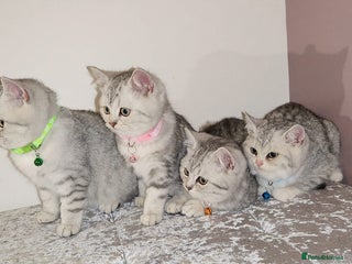 British Shorthair cats Amazing Quality British Shorthair Kittens - Advert 7
