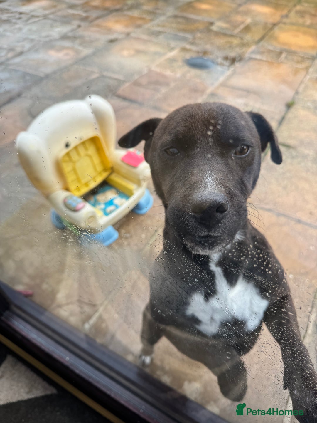 Patterjack years old for sale in Belper Pets4Homes