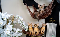 Abyssinian cats for sale: Elegant Abyssinian Kittens Champion Lines 🏆 🥇  - Image 1