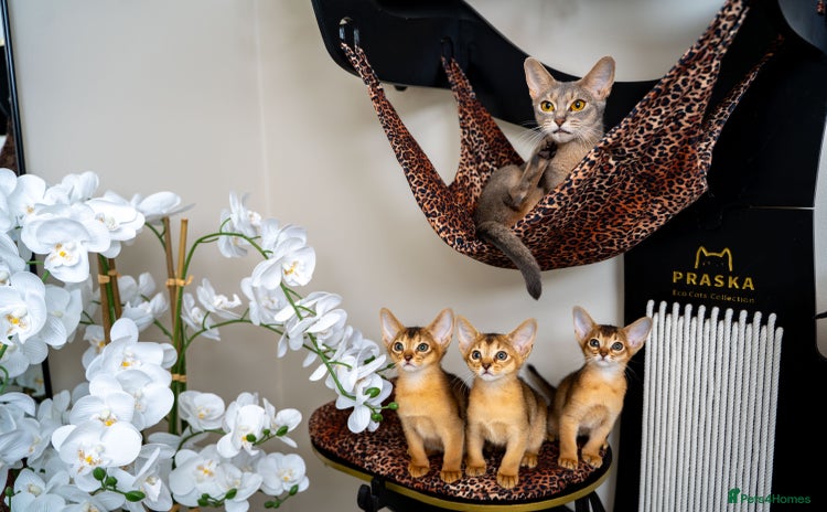 Abyssinian cats - Advert 1